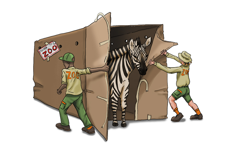 When they broke the seal (zeal) on the box, they found they'd been sent a new zebra!